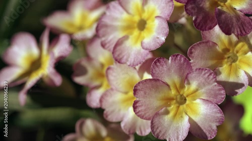 Macro floral background with soft purple and yellow petals