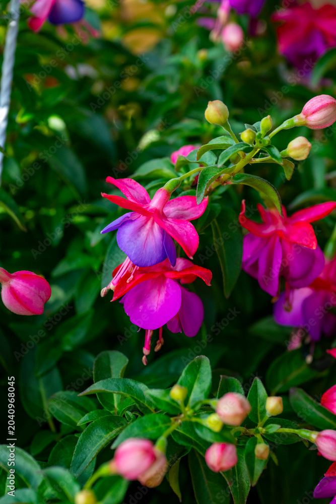 Fototapeta premium Fuchsia is a genus of flowering plants that consists mostly of shrubs or small trees. Almost 110 species of Fuchsia are recognized; the vast majority are native to South America, but a few occur north