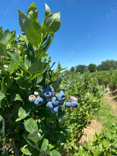 blueberries in the garden