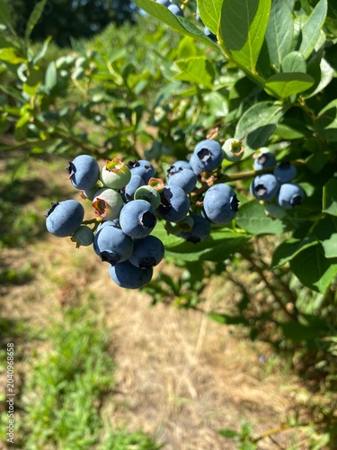 black currant berries