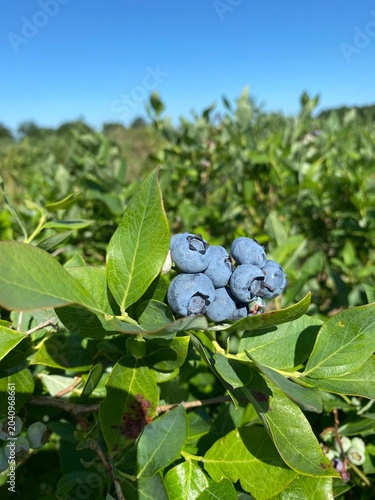 blueberries on the branch