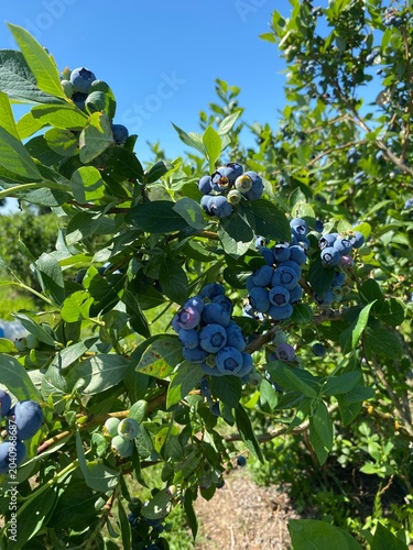 blueberries on a branch
