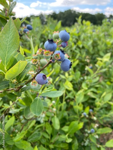 blueberries on a branch