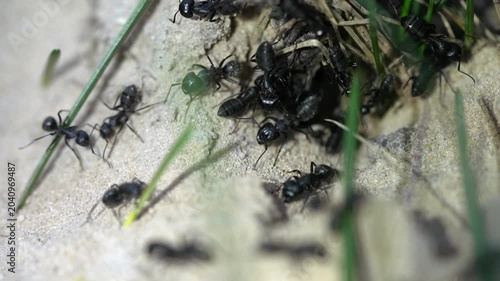 Macro shot of black ants building anthill entrance in sandy soil