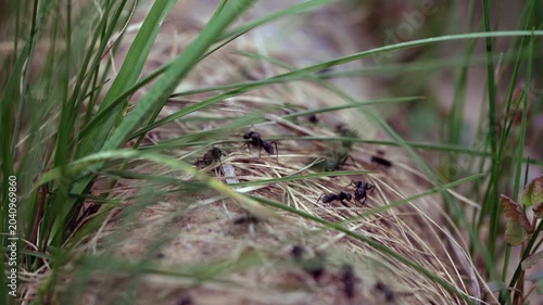 Macro view of black ants crawling through green grass and dry straw