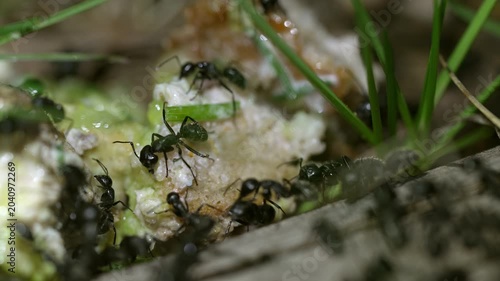 Macro shot of black ants gathering food on organic surface