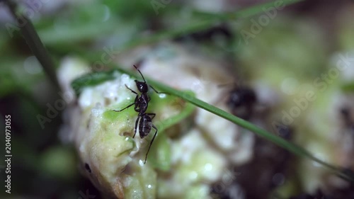 Group of big black ants on discarded food representing pest infestation