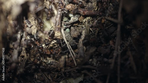 Macro shot of forest ants carrying injured or dead companion inside anthill