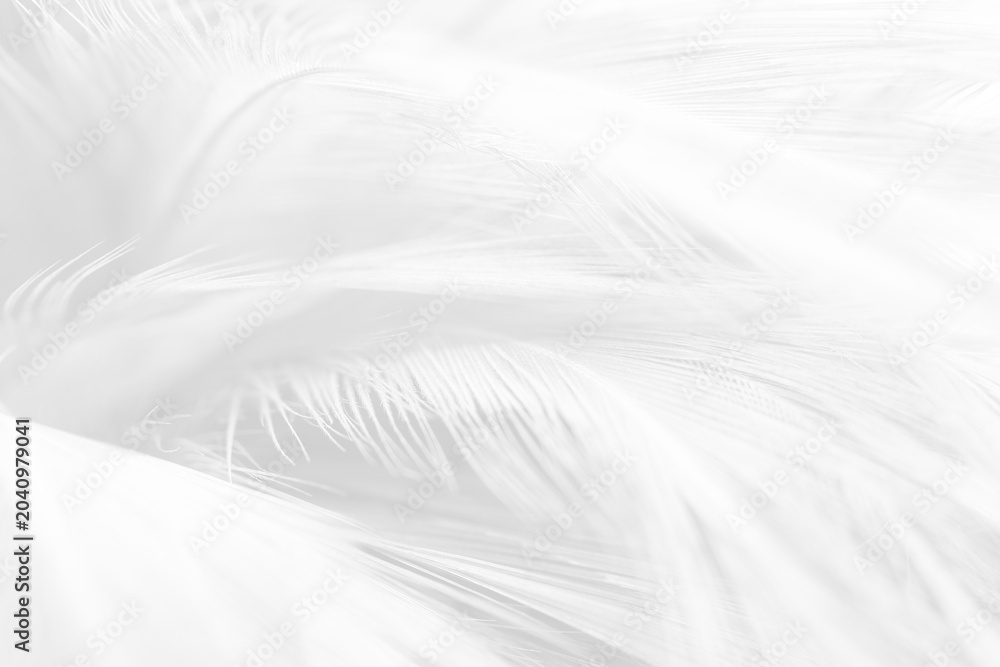 Obraz premium Beautiful white gray feather wooly pattern texture background