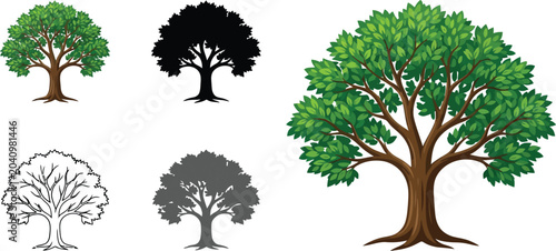Bild auf Leinwand Oak tree variants set in different graphic styles on a transparent background