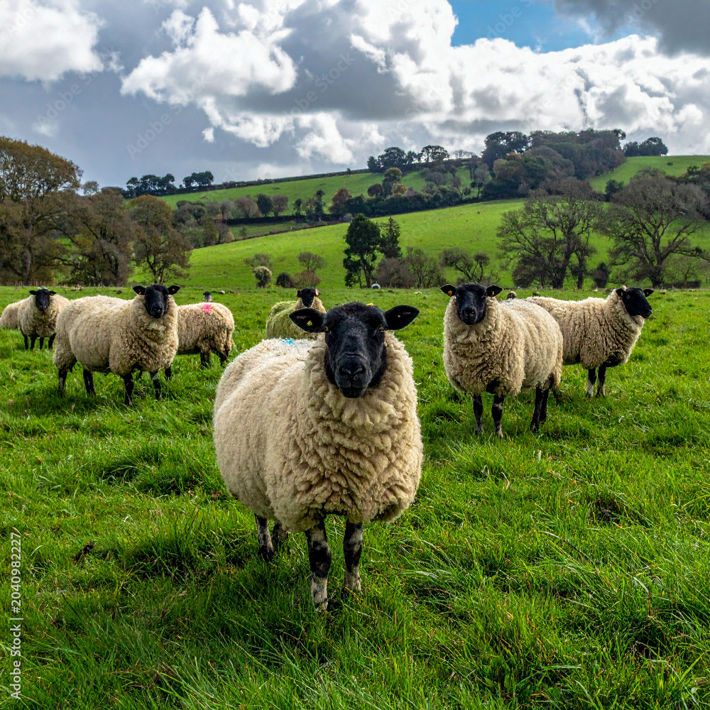 Fototapeta premium A group of Suffolk sheep with black faces and white wool graze on a lush green pasture under a cloudy sky.
