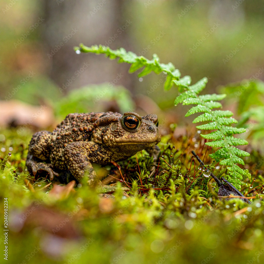 Obraz premium A common toad crawls through damp moss and ferns on the forest floor after a heavy rainfall in the spring.