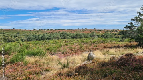 Foto Les beaux paysages de landes d'altitude du plateau du Caroux vus depuis les tour