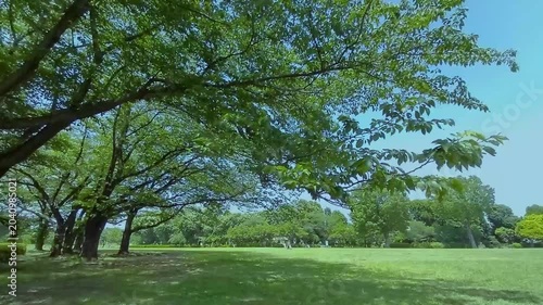 緑の木