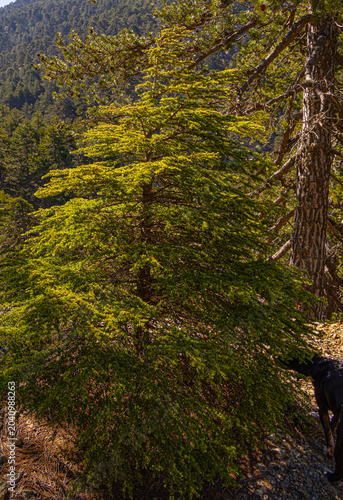 Coniferous tree with needles  growing on trail in Troodos mountains forest at sunny summer day, Cyprus