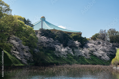 牛ヶ淵の桜