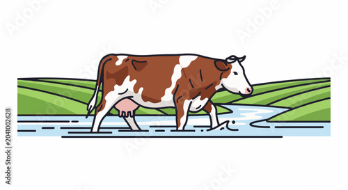 Brown and white cow wades through a shallow river on a green, rolling hills background