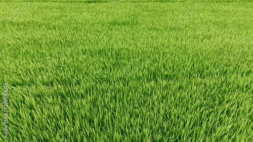 Aerial tracking shot of rice paddy swaying in wind across rural farmland with descending top down movement.