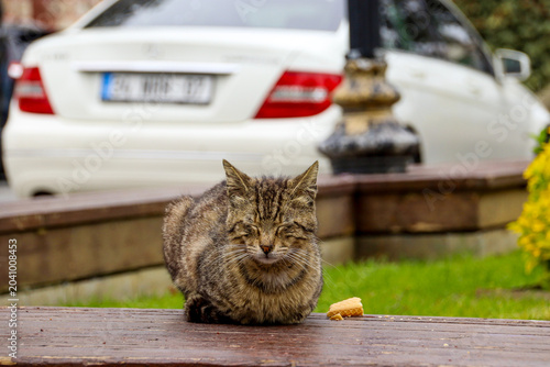 Street cat sitting on wet grass with car in background, Istanbul, Turkey