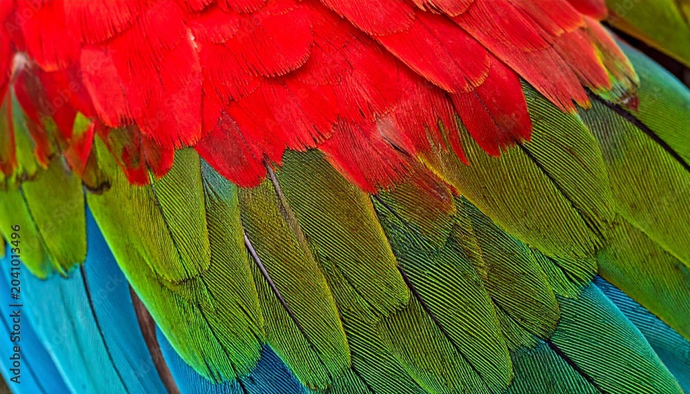 Obraz premium Vibrant macaw feathers - A close-up of red, green, and blue plumage.
