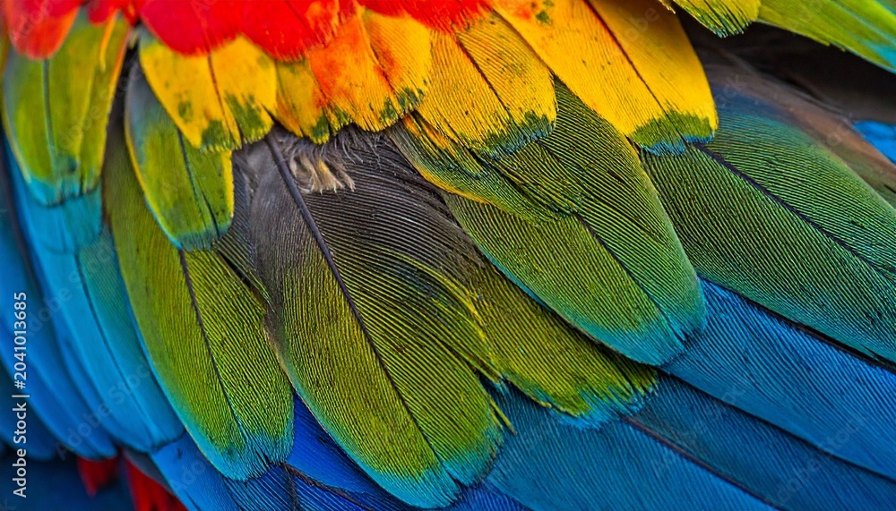 Fototapeta premium Vibrant plumage - A close-up of colorful parrot feathers.