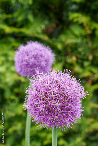 Close-up of vibrant purple allium,ornamental onion, flowers in a summer garden