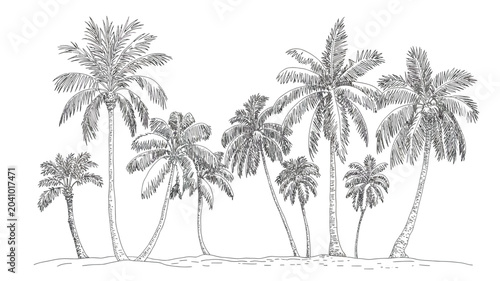 Quadro em tela palm trees line drawing black white sketch tropical landscape beach nature botan