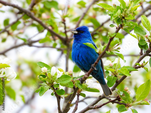 Indigo Bunting in full breeding plumage putting on a very good show to attract a mate.