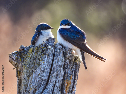 Tree swallow couple pausing momentarily while setting up their nest.