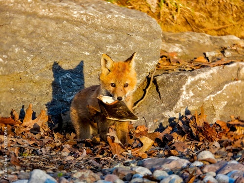 little red fox diving deep into the leaf pile and coming up with a disgarded coffee cup at sunset