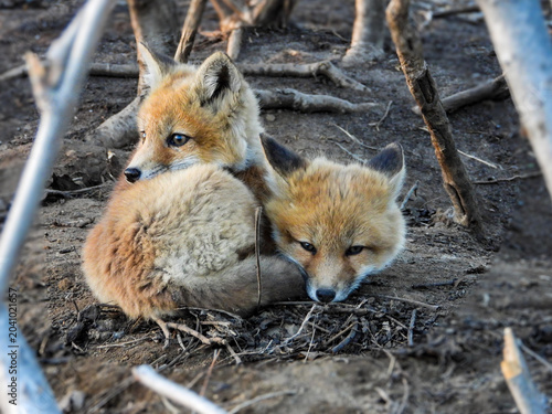 Some sweet sleepy fox kits huddle together for warmth and protection near the den.