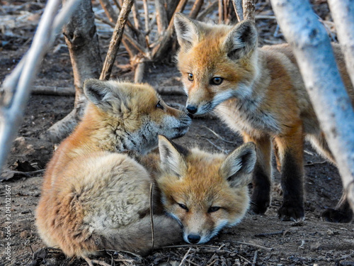 Some sweet sleepy fox kits huddle together for warmth and protection near the den.