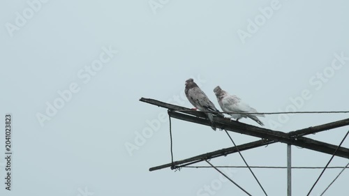 Pair of domestic pigeons sitting on an old wooden frame under a heavy downpour, with visible lightning striking in the background.

