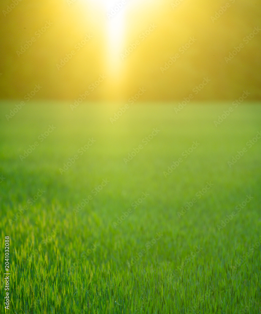 Naklejka premium Meadow field background. Summer scenic environmental.
