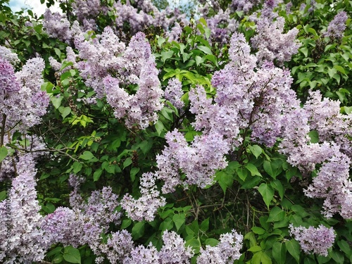 Blooming lilac bushes with abundant purple spring flowers. Dense lilac shrubs covered with fragrant pale purple blossoms during spring flowering season 
