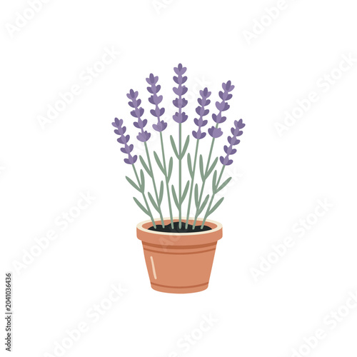 Potted lavender plant with purple blossoms.