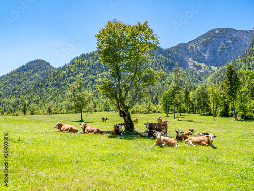 Fényképezés Happy cows grazing in a pasture under a shady tree