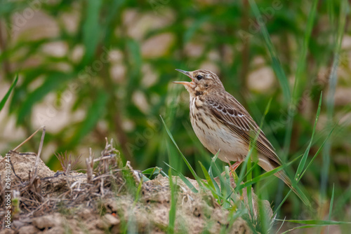 Fotografie Side profile of a male tree pipit (Anthus trivialis) standing on sandy ground in a green meadow and vocalizing