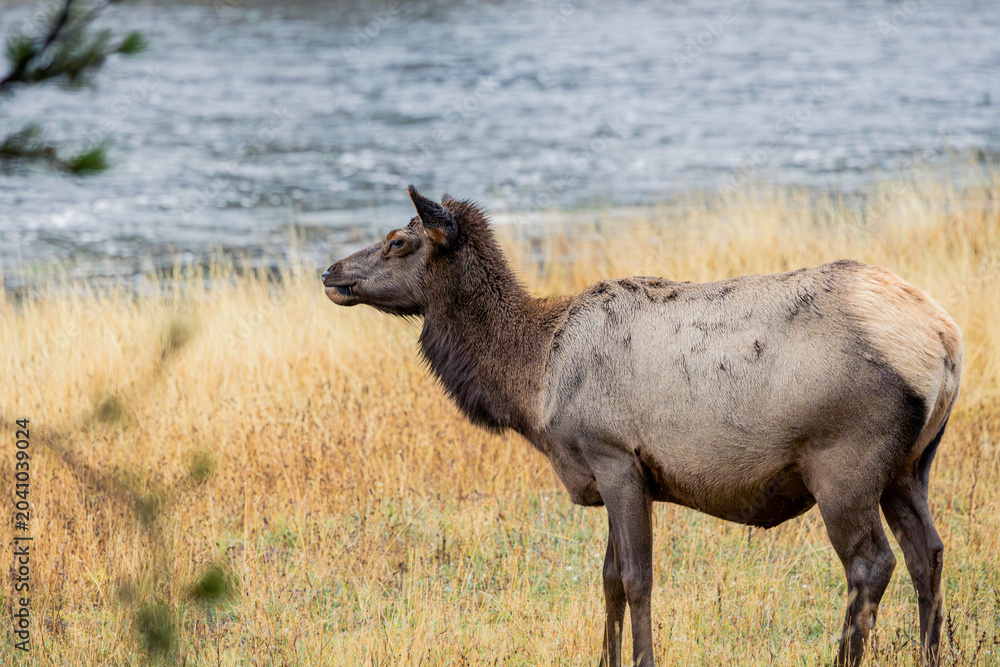 Fototapeta premium Elk Standing by Riverside