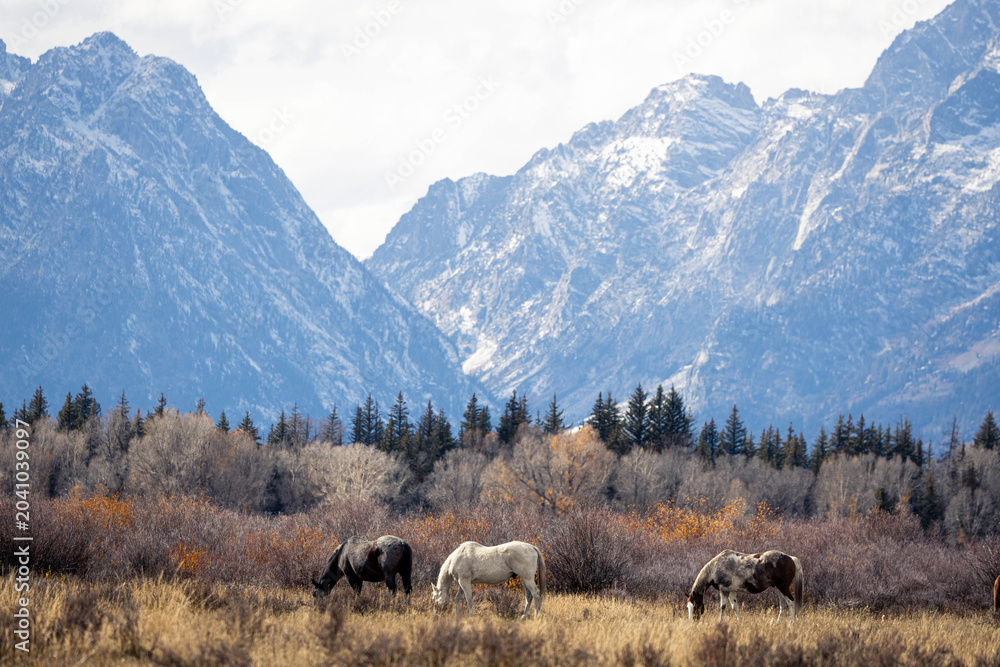 Fototapeta premium Horses Grazing in Mountain Meadow