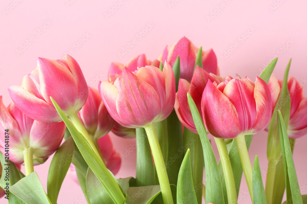 Fototapeta premium Bouquet of pink tulip flowers isolated on pink background. Closeup