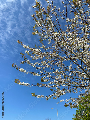 Photos A Wild Cherry Blossom Tree in Ireland During Springtime.