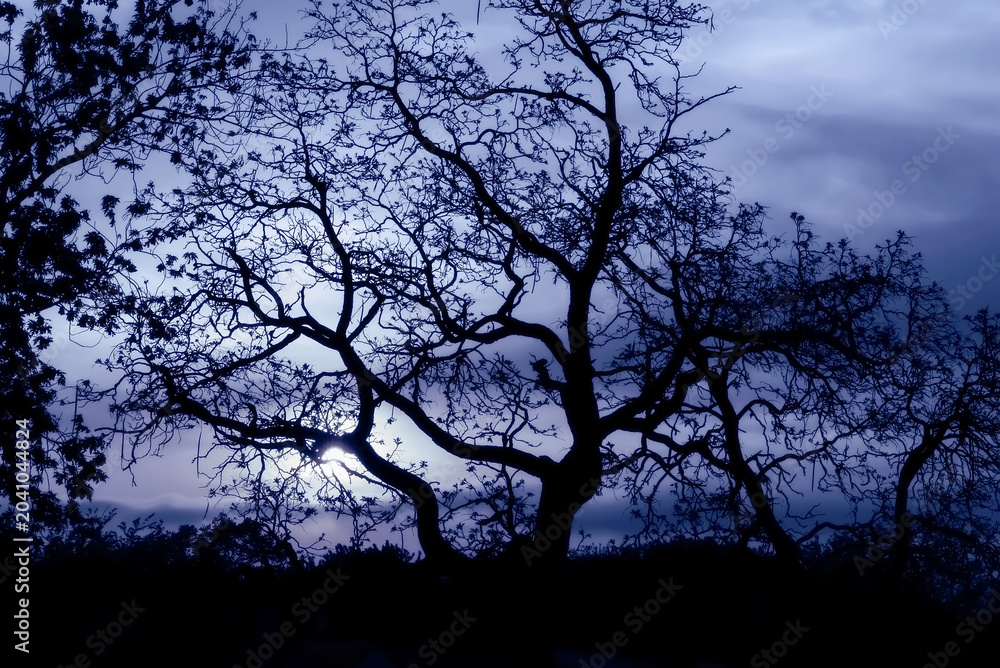 Naklejka premium tree silhouette at blue sunset