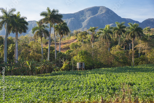 Foto Green tobacco field and royal palms in the Vinales Valley, Pinar del Rio, Cuba