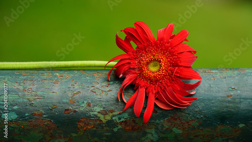 Photos Barberton daisy, Gerbera Jamesonii Bolus