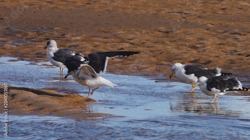 Seagulls forage in shallow coastal water along a sandy shoreline in a natural seaside environment. High quality 4k footage