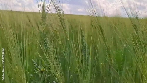 Golden Wheat Field Moving in Wind — Peaceful Agricultural Nature Video