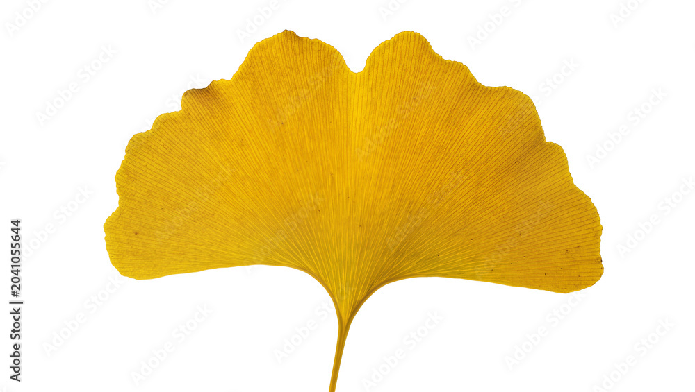 Naklejka premium Yellow Ginkgo Biloba Leaf Veined Texture