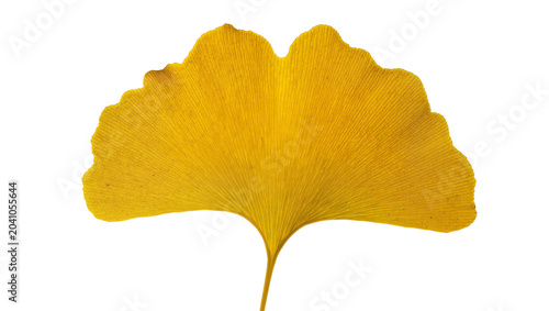 Foto Yellow Ginkgo Biloba Leaf Veined Texture