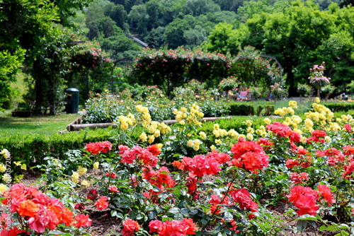 Rosen im Freiburger Stadtgarten im Frühling